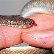 Snake Bite