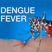 Got Dengue Fever