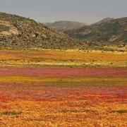 Namaqualand Floral Display