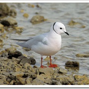 Ross's Gull