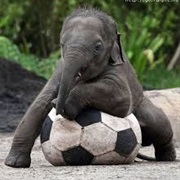 Elephant Ball