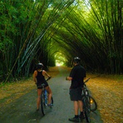 Bamboo Cathedral, Trinidad and Tobago
