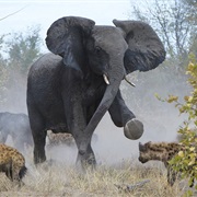 Survive an Elephant Stampede