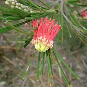 Greater Hawke National Park (WA)