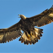 Golden Eagle (Multiple)