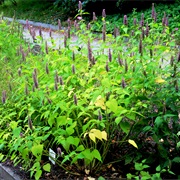 Anise Hyssop (Agastache Foeniculum)