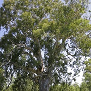 River Red Gum (Eucalyptus Camaldulensis)