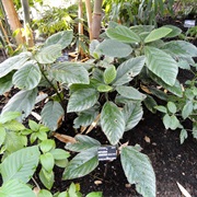 False Stinger (Pipturus Argenteus)