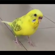 Birb