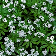 Woodruff