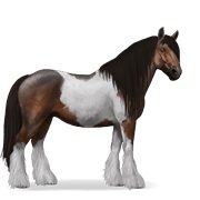 Gypsy Vanner - Dark Bay Tobiano