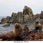 See the Seals at Red Rocks