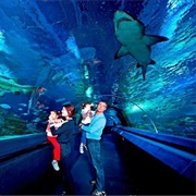 Istanbul Sea Life Aquarium