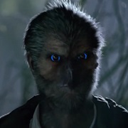 Raub Kondor - Condor Wesen