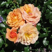 Kiplings Garden Rottingdean