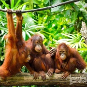 Visit Sepilok Orangutan Rehabilitation Centre