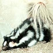 Eastern Spotted Skunk
