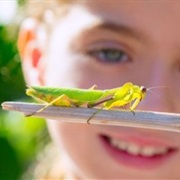 Try to Find and Recognize as Many Insects as Possible