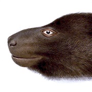 Montane Monkey-Faced Bat (Possibly Extinct)