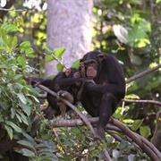 Chimpanzee Rehabilitation Project, the Gambia
