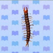 Centipede