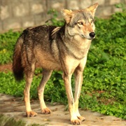 Indian Wolf