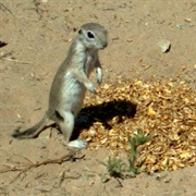Mohave Ground Squirrel