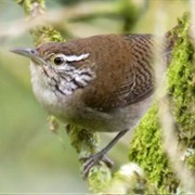 Niceforo's Wren