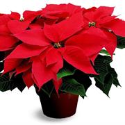 Poinsettia