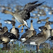 Ujscie Warty National Park, Poland