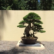 Pacific Bonsai Museum (Federal Way, Washington)