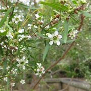 Lemon-Scented Teatree (Leptospermum Petersonii)