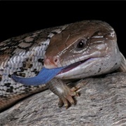 Blue Tongue Lizard