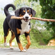 Appenzeller Sennenhund