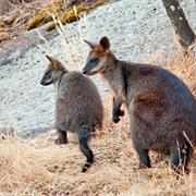 Terrick Terrick National Park (VIC)