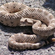 Sidewinder