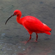 Scarlet Ibis