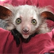 Aye-Aye