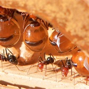 Honeypot Ant