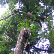 Macalister Range National Park (QLD)
