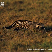 Civet
