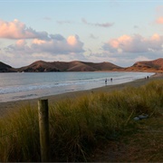 Port Jackson - Coromandel
