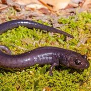 Red Hills Salamander