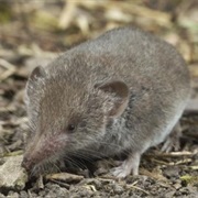 Greater White-Toothed Shrew