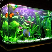 An Aquarium