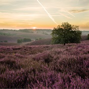 De Veluwe Nature Park