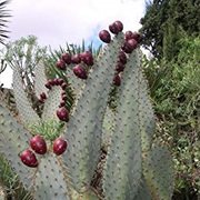 Cow's Tongue Cactus (Opuntia Engelmannii)