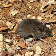 Zempoaltepec Deer Mouse