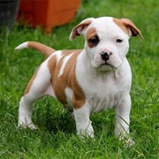 American Staffordshire Terrier