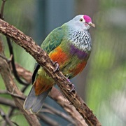 Negros Fruit Dove